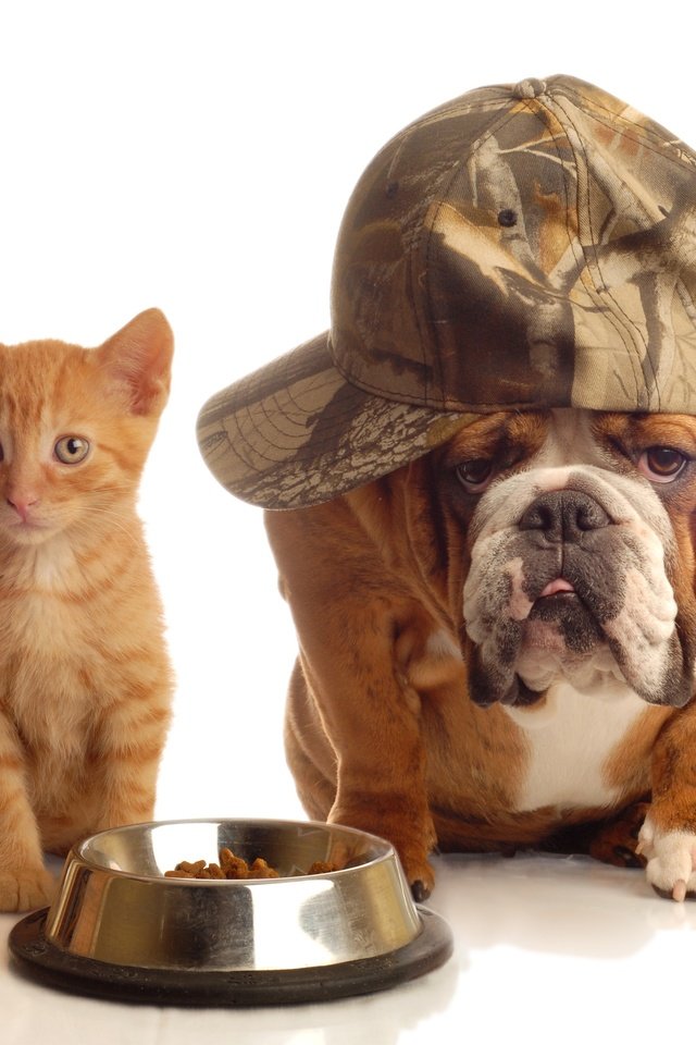 Обои животные, котенок, друзья, кепка, бульдог, миска, кошка. собака, animals, kitty, friends, cap, bulldog, bowl, cat. dog разрешение 2943x2733 Загрузить