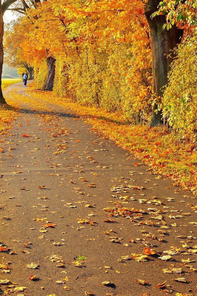 Обои дорога, деревья, листья, пейзаж, осень, человек, желтые, road, trees, leaves, landscape, autumn, people, yellow разрешение 2880x1800 Загрузить