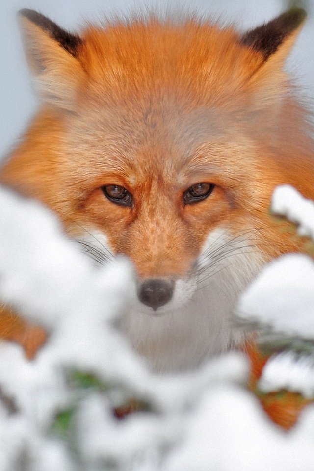 Обои снег, зима, животные, лиса, лисица, snow, winter, animals, fox разрешение 1920x1200 Загрузить