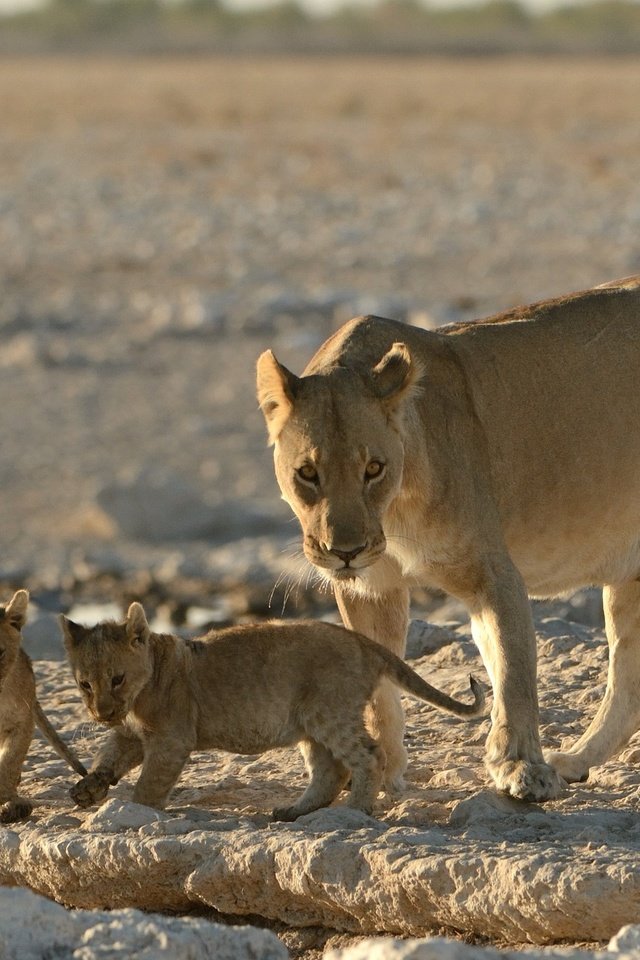 Обои львы, малыши, львята, котята, львица, детеныши, материнство, lions, kids, the cubs, kittens, lioness, cubs, motherhood разрешение 2048x1363 Загрузить