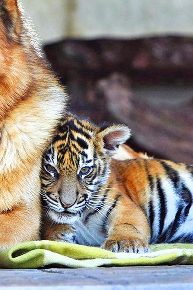Обои тигр, собака, тигренок, друзья, tiger, dog, friends разрешение 1920x1170 Загрузить