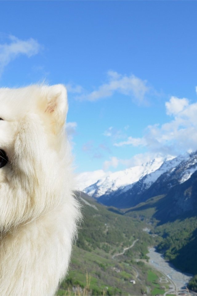 Обои горы, собака, белая, самоед, самоедская лайка, mountains, dog, white, samoyed, samoyed husky разрешение 2560x1600 Загрузить