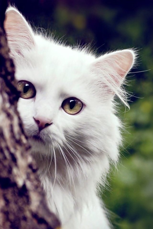 Обои дерево, кот, кошка, пушистый, белый, tree, cat, fluffy, white разрешение 2000x1250 Загрузить