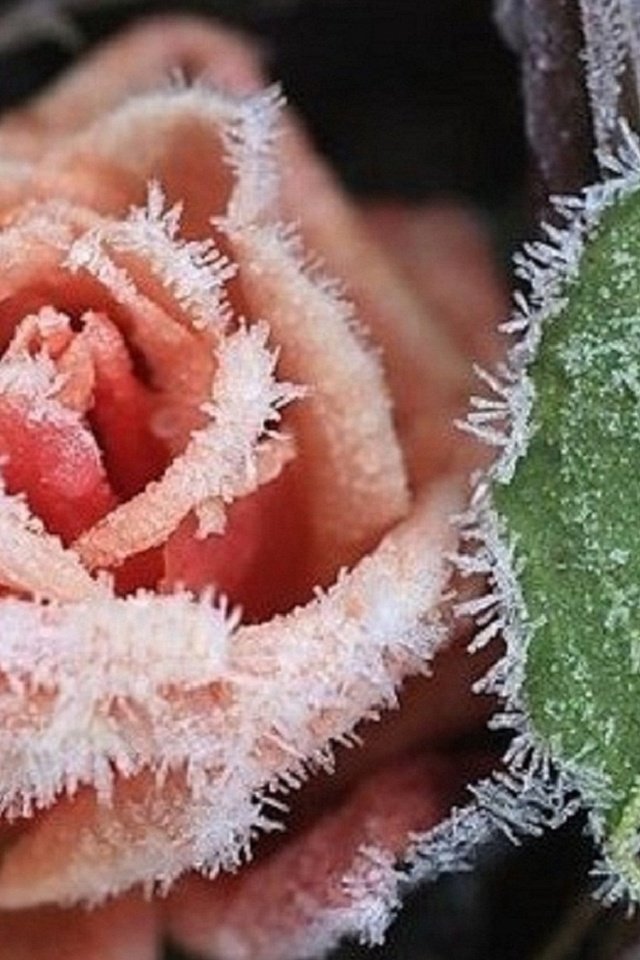 Обои цветы, растения, мороз, роза, flowers, plants, frost, rose разрешение 1920x1080 Загрузить