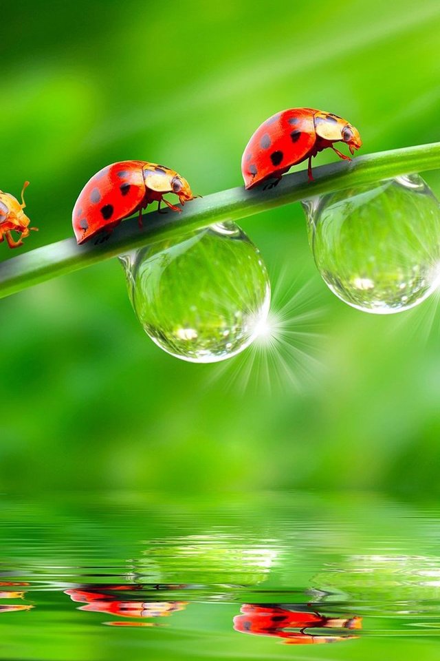 Обои зелёный, фон, божья коровка, стебель, три, трио, green, background, ladybug, stem, three, trio разрешение 1920x1200 Загрузить