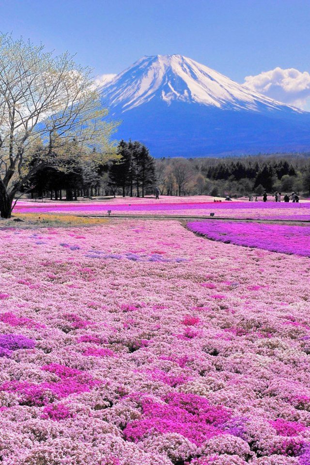 Обои цветы, деревья, пейзаж, япония, вулкан, flowers, trees, landscape, japan, the volcano разрешение 2880x1800 Загрузить