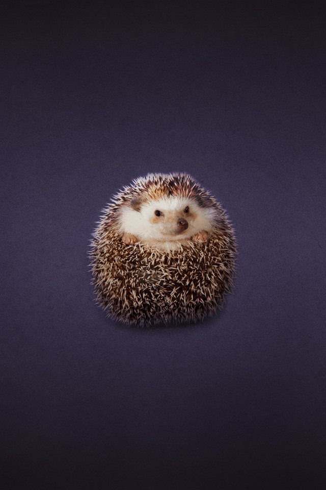 Обои клубок, ежик, еж, темноватый фон, tangle, hedgehog, dark background разрешение 1920x1200 Загрузить