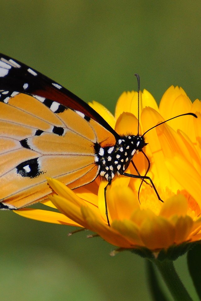 Обои желтый, цветок, бабочка, зеленый фон, yellow, flower, butterfly, green background разрешение 2560x1920 Загрузить