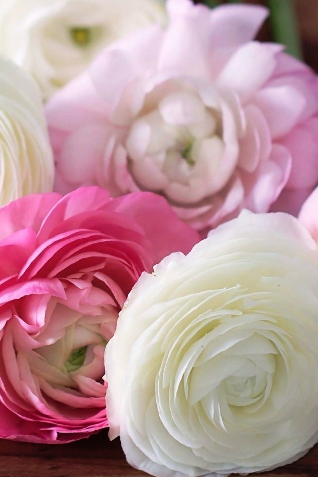 Обои цветы, бутоны, лепестки, розовые, белые, ранункулюс, лютики, flowers, buds, petals, pink, white, ranunculus, buttercups разрешение 1920x1200 Загрузить
