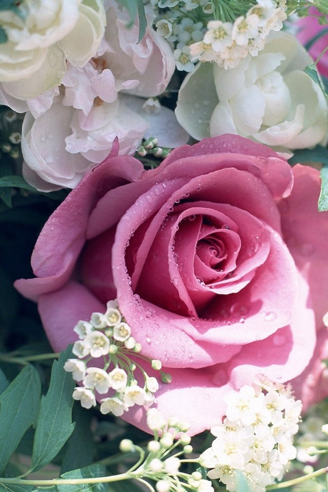 Обои розы, букет, праздник, нежные, пионы, яркие цветы, красочные цветы, roses, bouquet, holiday, gentle, peonies, bright colors, colorful flowers разрешение 1920x1200 Загрузить