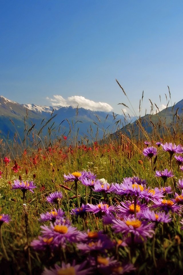 Обои цветы, горы, долина, flowers, mountains, valley разрешение 1920x1080 Загрузить