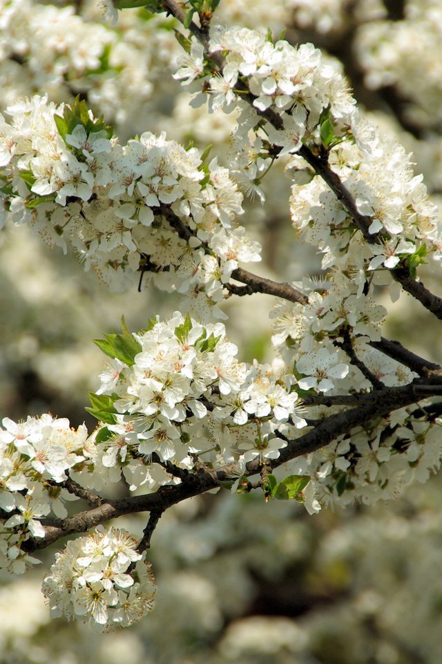 Обои цветение, макро, весна, вишня, flowering, macro, spring, cherry разрешение 3872x2592 Загрузить
