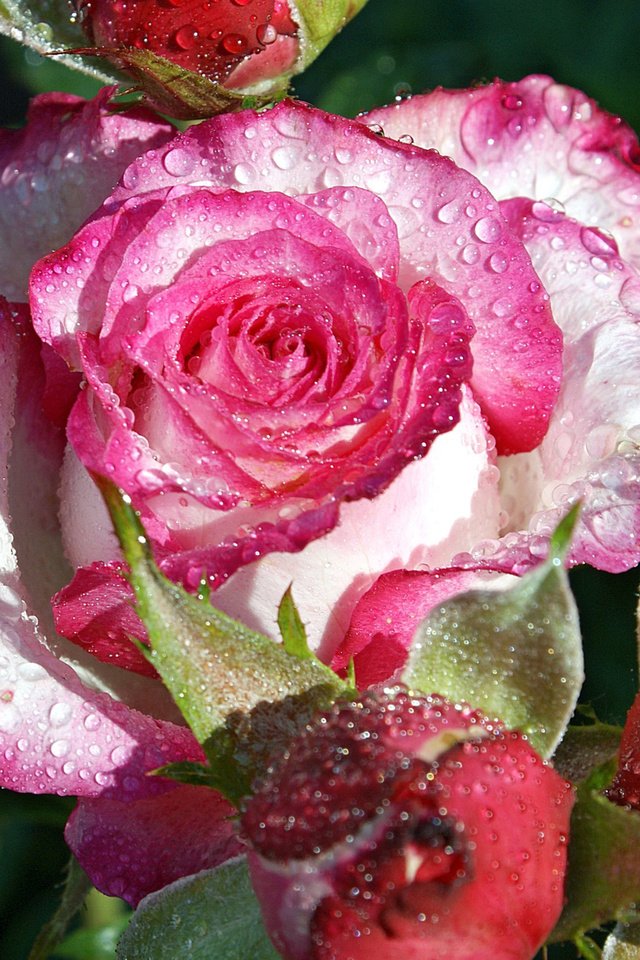 Обои вода, цветок, роса, капли, роза, лепестки, water, flower, rosa, drops, rose, petals разрешение 2048x1342 Загрузить
