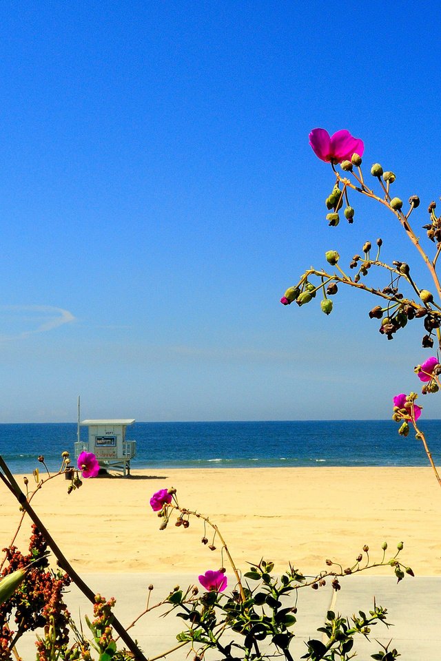 Обои небо, цветы, море, песок, пляж, the sky, flowers, sea, sand, beach разрешение 2048x1365 Загрузить