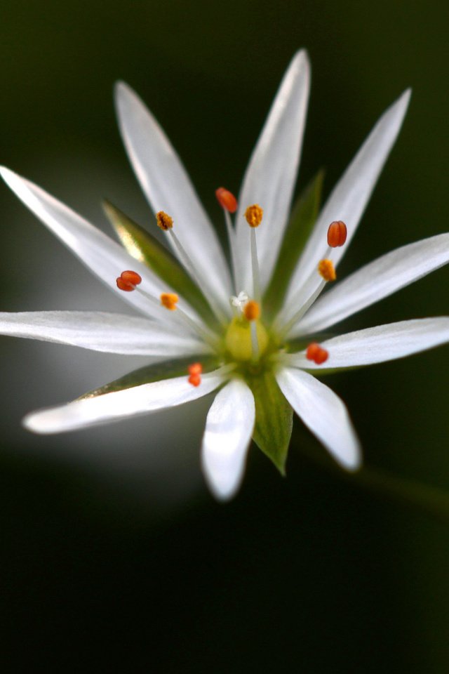 Обои макро, фон, цветок, белый, звездчатка, macro, background, flower, white, stellaria разрешение 2048x1365 Загрузить