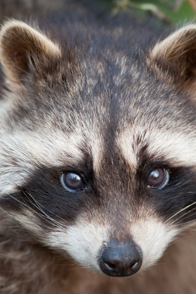 Обои морда, взгляд, енот, face, look, raccoon разрешение 3888x2592 Загрузить