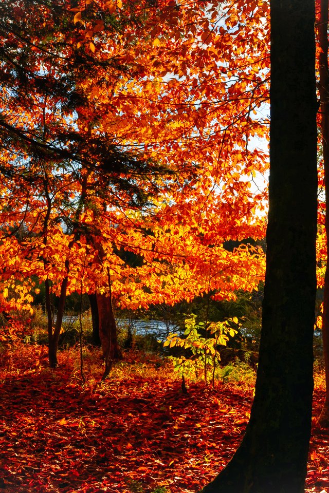 Обои деревья, лес, листья, парк, осень, trees, forest, leaves, park, autumn разрешение 5854x4006 Загрузить