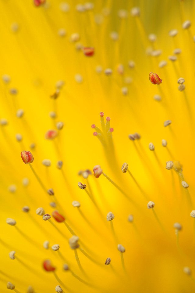 Обои желтый, цветок, м, yellow, flower, m разрешение 1920x1200 Загрузить