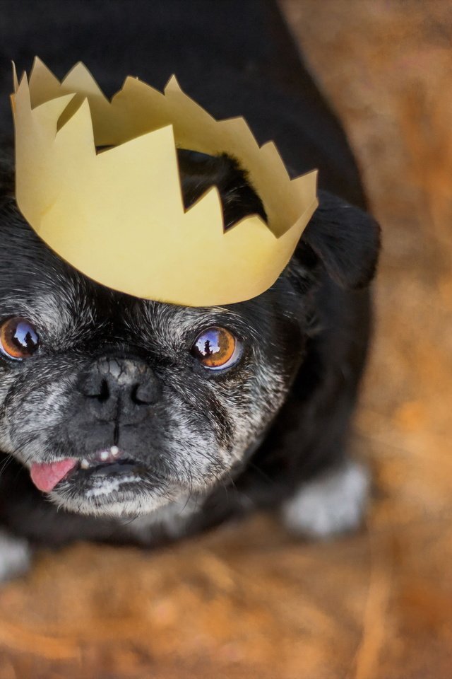 Обои взгляд, собака, друг, корона, мопс, look, dog, each, crown, pug разрешение 2048x1365 Загрузить