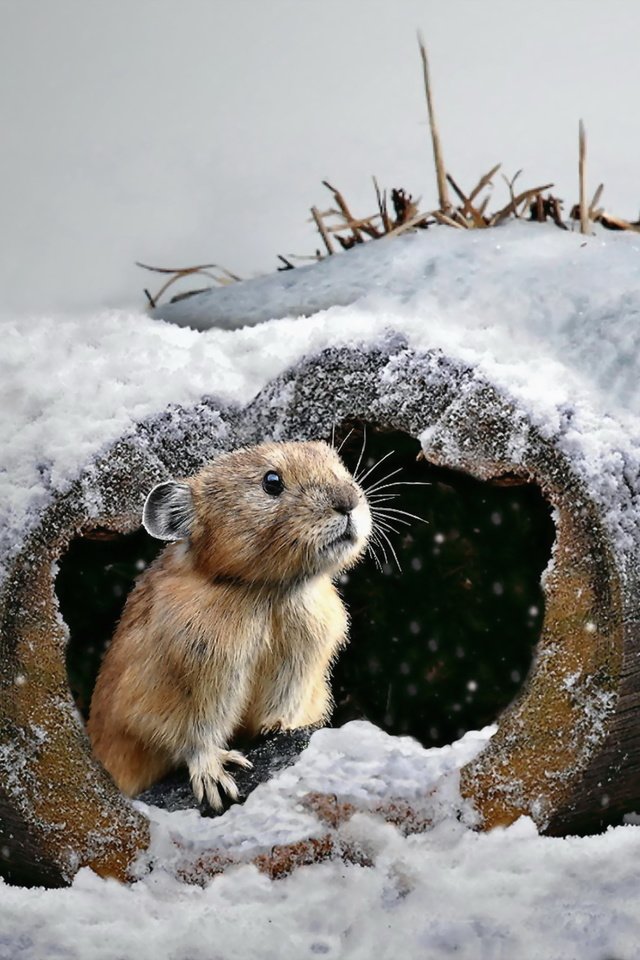 Обои снег, природа, зима, бревно, мышка, грызун, snow, nature, winter, log, mouse, rodent разрешение 2560x1798 Загрузить