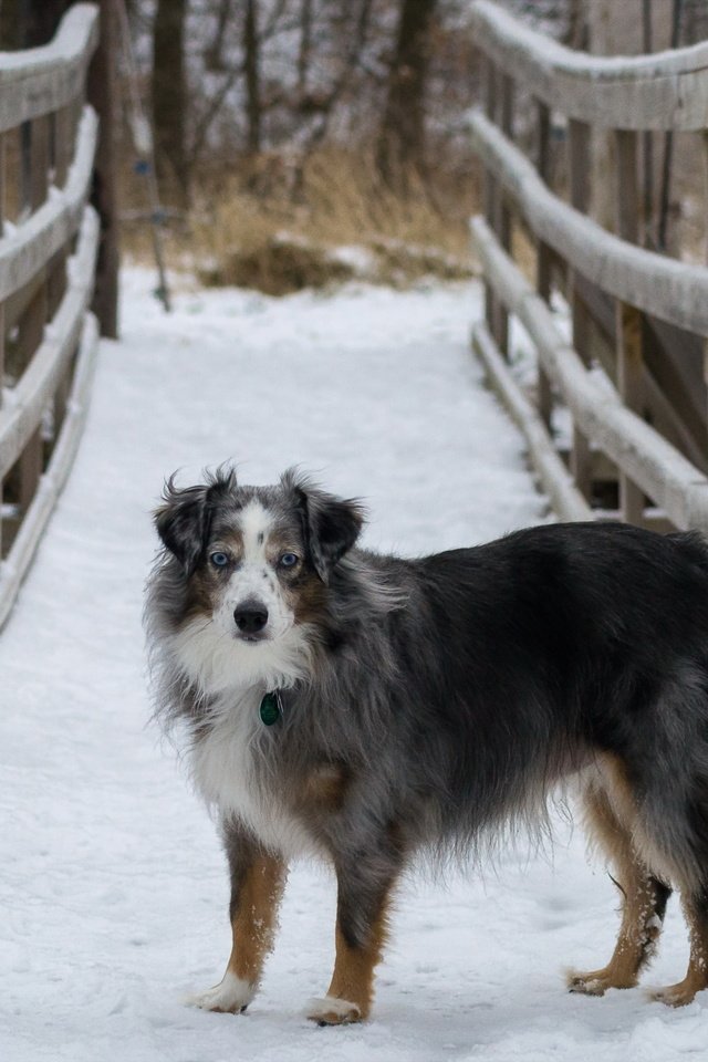 Обои снег, мост, собака, австралийская овчарка, snow, bridge, dog, australian shepherd разрешение 4604x2804 Загрузить