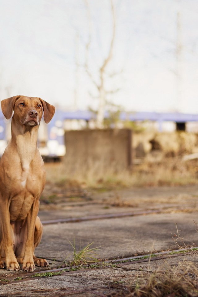 Обои собака, сидит, русская гончая, dog, sitting, russian hound разрешение 1920x1200 Загрузить