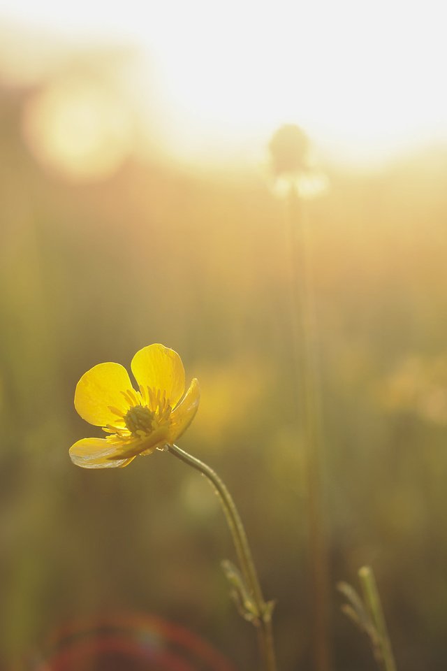 Обои солнце, природа, желтый, лучи, цветок, луг, the sun, nature, yellow, rays, flower, meadow разрешение 2048x1360 Загрузить