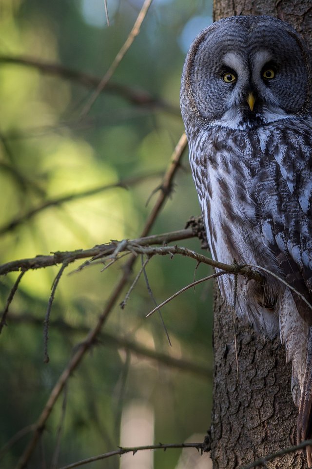 Обои сова, дерево, лес, птица, неясыть,   сова, owl, tree, forest, bird разрешение 2048x1337 Загрузить