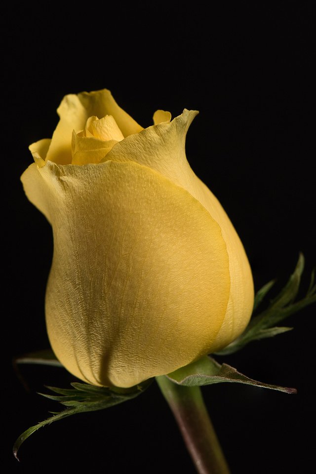 Обои цветок, роза, бутон, жёлтая, цветком, flower, rose, bud, yellow разрешение 2048x1369 Загрузить