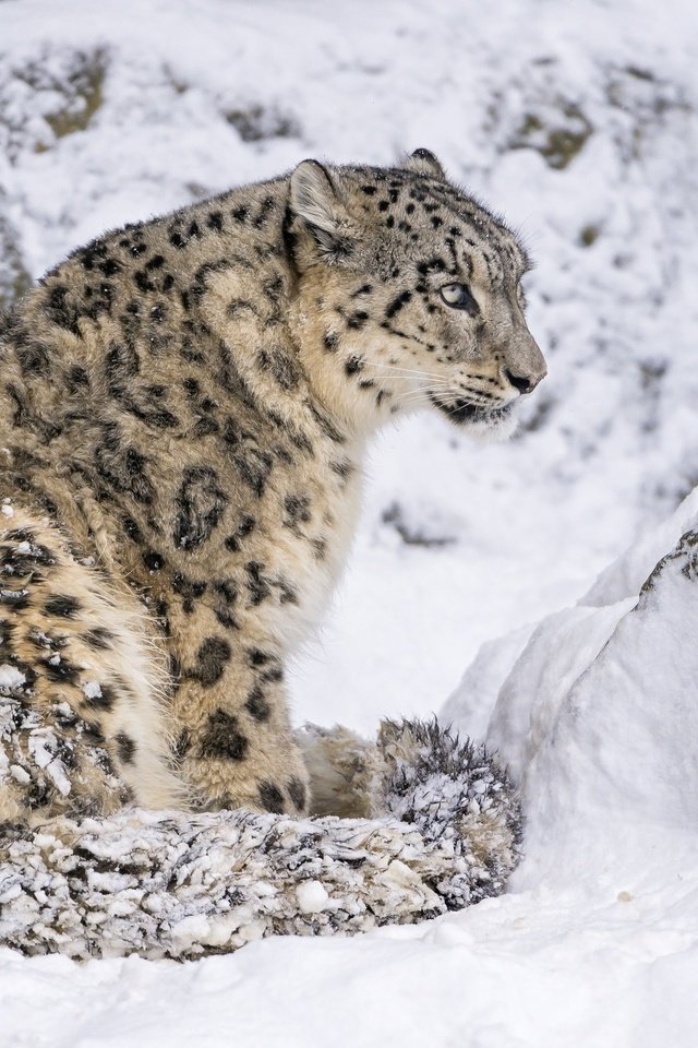 Обои снег, хищник, сидит, снежный барс, ирбис, дикая кошка, снежный леопард, snow, predator, sitting, snow leopard, irbis, wild cat разрешение 2560x1700 Загрузить