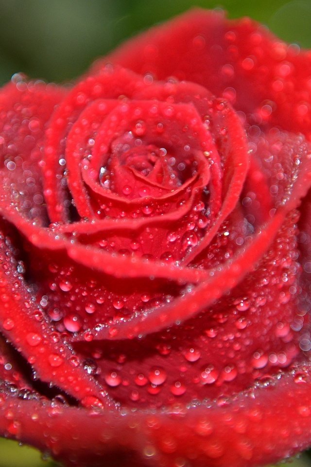 Обои вода, цветок, роса, капли, роза, лепестки, красная, water, flower, rosa, drops, rose, petals, red разрешение 2048x1356 Загрузить