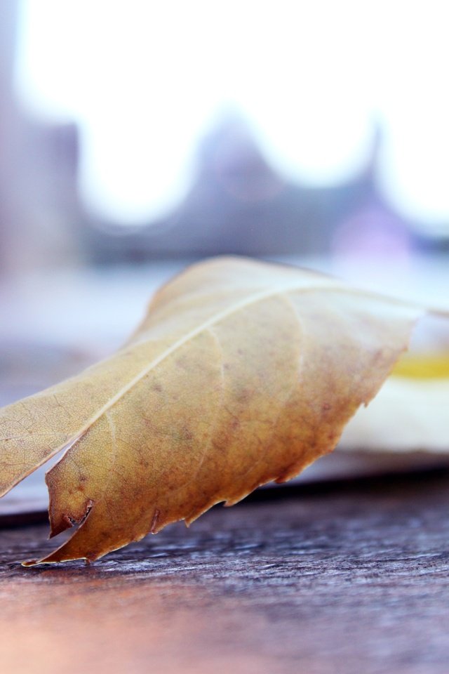 Обои макро, листок, осень, лист, macro, leaf, autumn, sheet разрешение 4752x3168 Загрузить