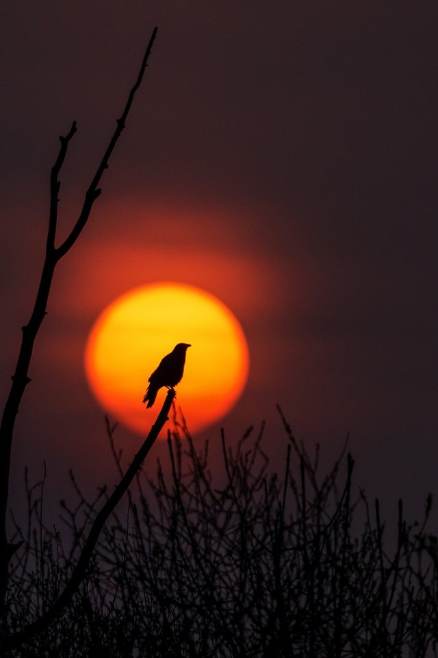 Обои солнце, природа, дерево, закат, ветви, птица, силуэт, the sun, nature, tree, sunset, branch, bird, silhouette разрешение 3660x2442 Загрузить