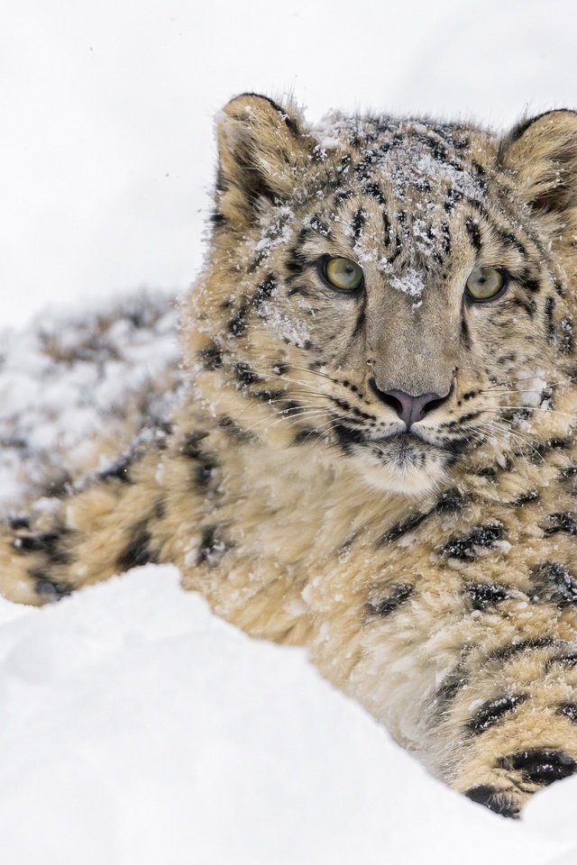 Обои морда, дикая кошка, снег, молодой, зима, детеныш, лежит, снежный леопард, хищник, снежный барс, ирбис, зоопарк, face, wild cat, snow, young, winter, cub, lies, predator, snow leopard, irbis, zoo разрешение 2560x1820 Загрузить