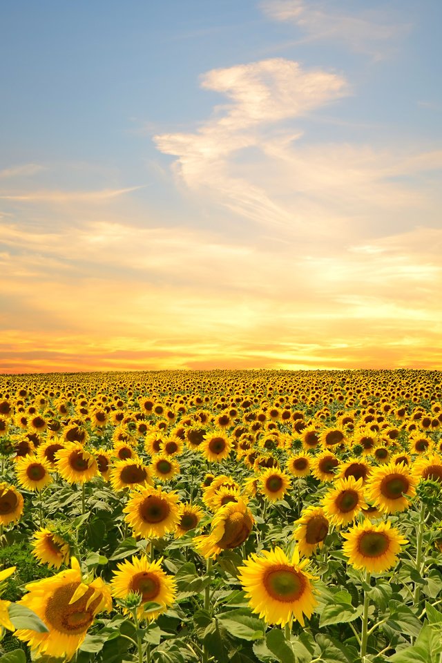 Обои небо, цветы, облака, поле, подсолнухи, the sky, flowers, clouds, field, sunflowers разрешение 4928x3264 Загрузить