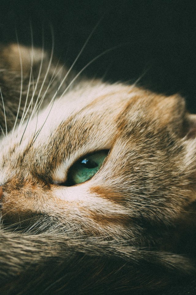 Обои глаза, кот, усы, шерсть, кошка, взгляд, зеленые, eyes, cat, mustache, wool, look, green разрешение 3888x2592 Загрузить