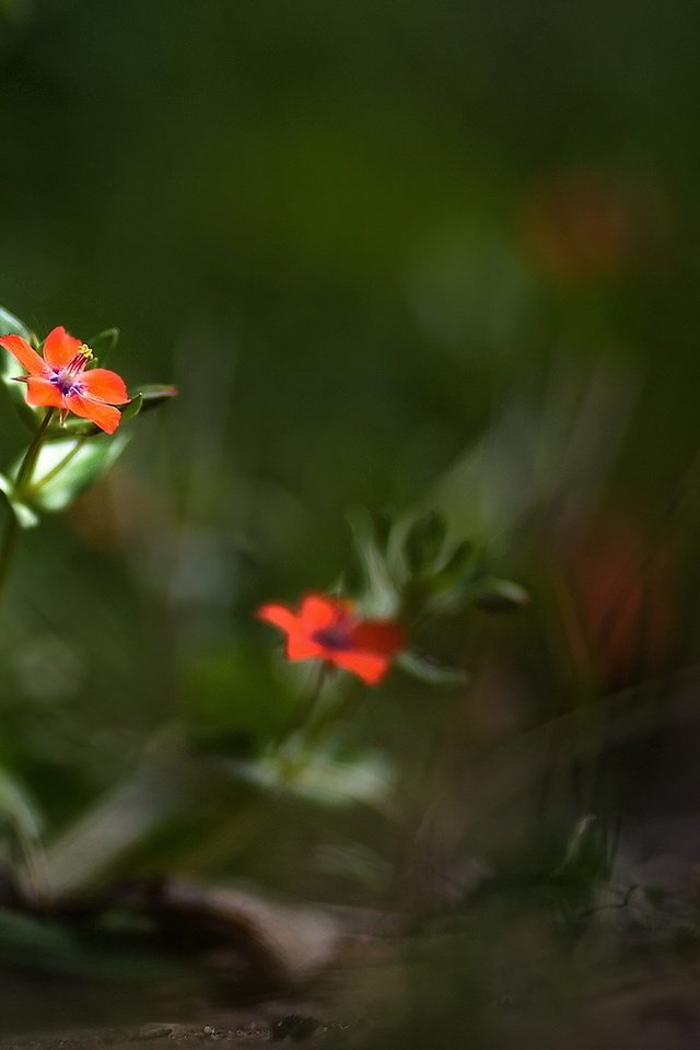 Обои цветы, природа, лето, лепестки, размытость, боке, flowers, nature, summer, petals, blur, bokeh разрешение 1920x1094 Загрузить