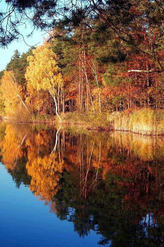 Обои деревья, озеро, природа, осень, trees, lake, nature, autumn разрешение 1920x1200 Загрузить