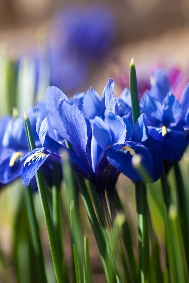 Обои цветы, синие, ирисы, боке, касатик, flowers, blue, irises, bokeh, iris разрешение 2048x1280 Загрузить