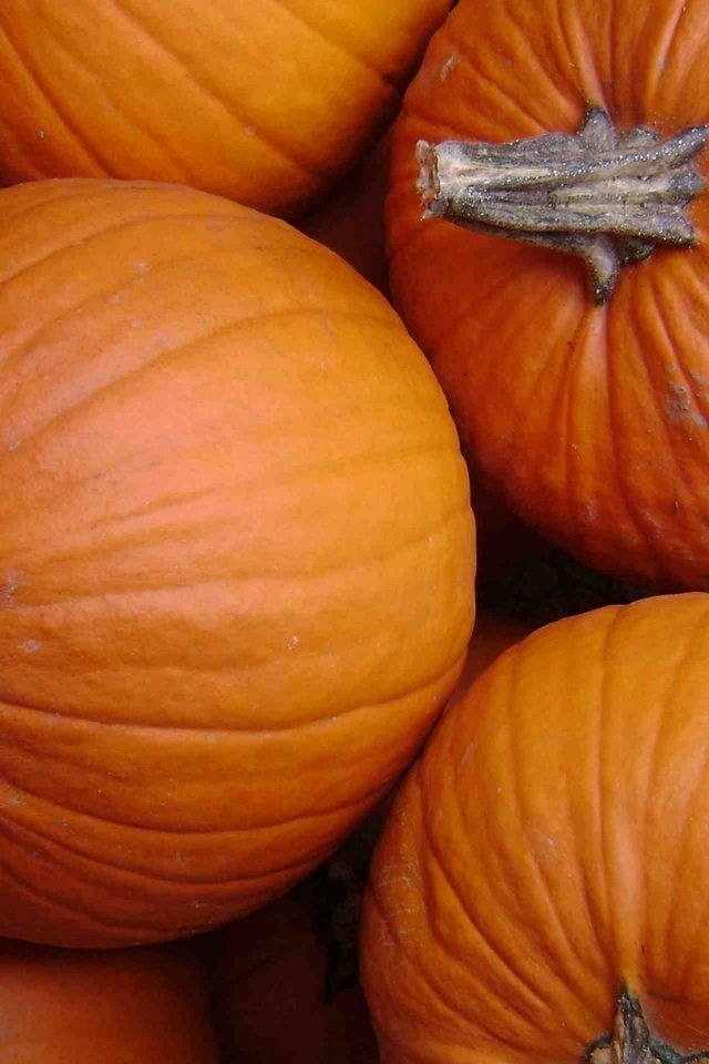 Обои осень, овощи, плоды, оранжевая, тыквы, тыква, autumn, vegetables, fruit, orange, pumpkin разрешение 1920x1200 Загрузить
