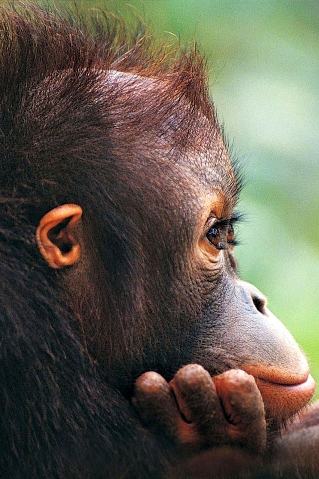 Обои мордочка, шерсть, профиль, обезьяна, детеныш, глазки, орангутан, muzzle, wool, profile, monkey, cub, eyes, orangutan разрешение 1920x1200 Загрузить
