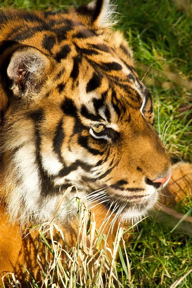 Обои тигр, морда, трава, хищник, большая кошка, отдых, амурский тигр, tiger, face, grass, predator, big cat, stay, the amur tiger разрешение 2048x1365 Загрузить