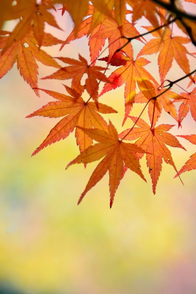 Обои ветка, природа, листья, макро, осень, клен, branch, nature, leaves, macro, autumn, maple разрешение 2048x1463 Загрузить
