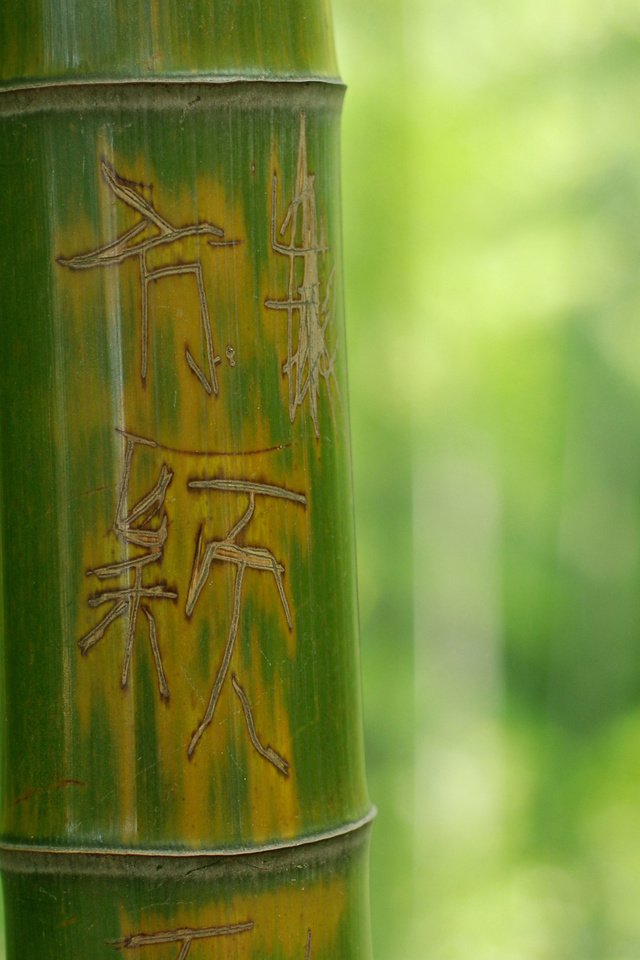 Обои дерево, зелёный, макро, фон, надпись, иероглифы, бамбук, ствол, tree, green, macro, background, the inscription, characters, bamboo, trunk разрешение 2560x1600 Загрузить