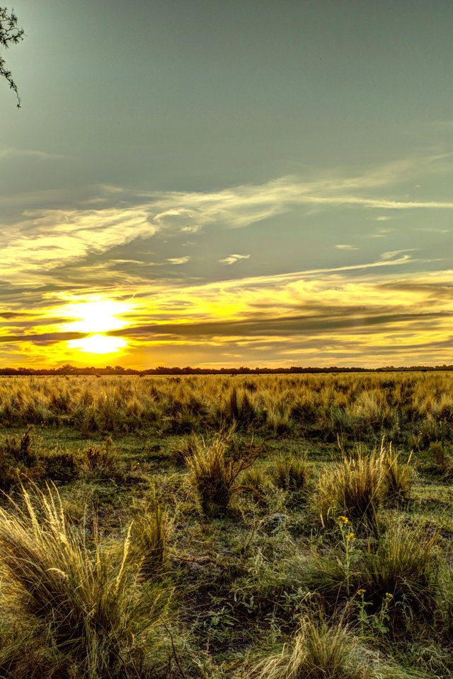 Обои небо, трава, поле, горизонт, рассвет, аргентина, the sky, grass, field, horizon, dawn, argentina разрешение 3008x2000 Загрузить