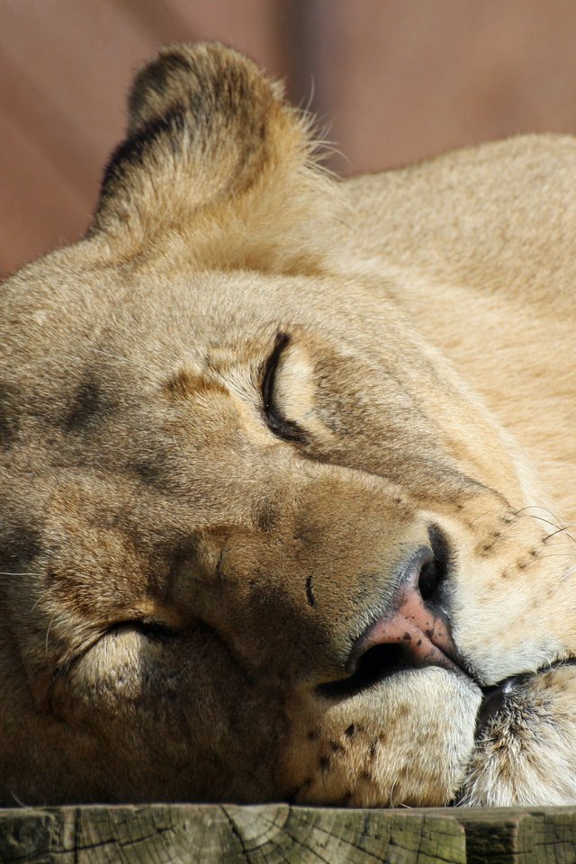 Обои морда, кошка, сон, спит, большая кошка, отдых, лев, львица, face, cat, sleep, sleeping, big cat, stay, leo, lioness разрешение 3911x2626 Загрузить