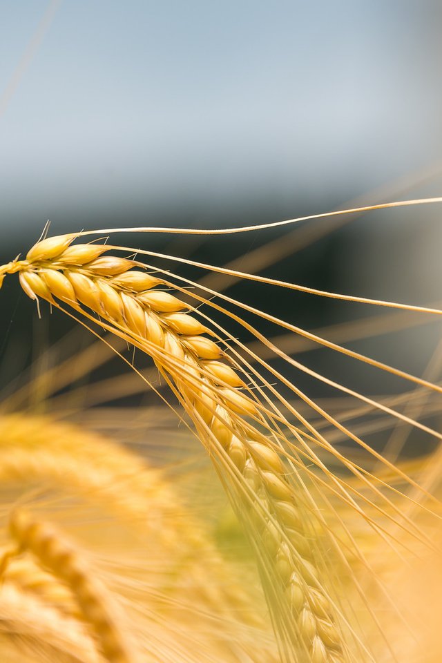 Пшеница букв и звуков. Пшеница. Поле с колосьями. Колосок пшеницы. Зерно крупным планом.