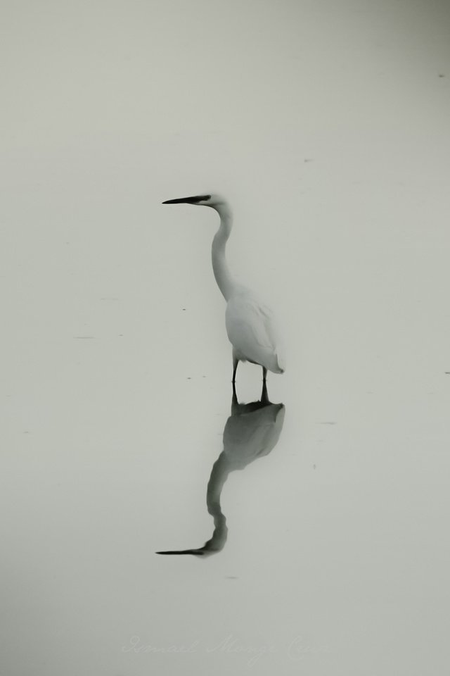 Обои озеро, отражение, птица, цапля, lake, reflection, bird, heron разрешение 1920x1298 Загрузить