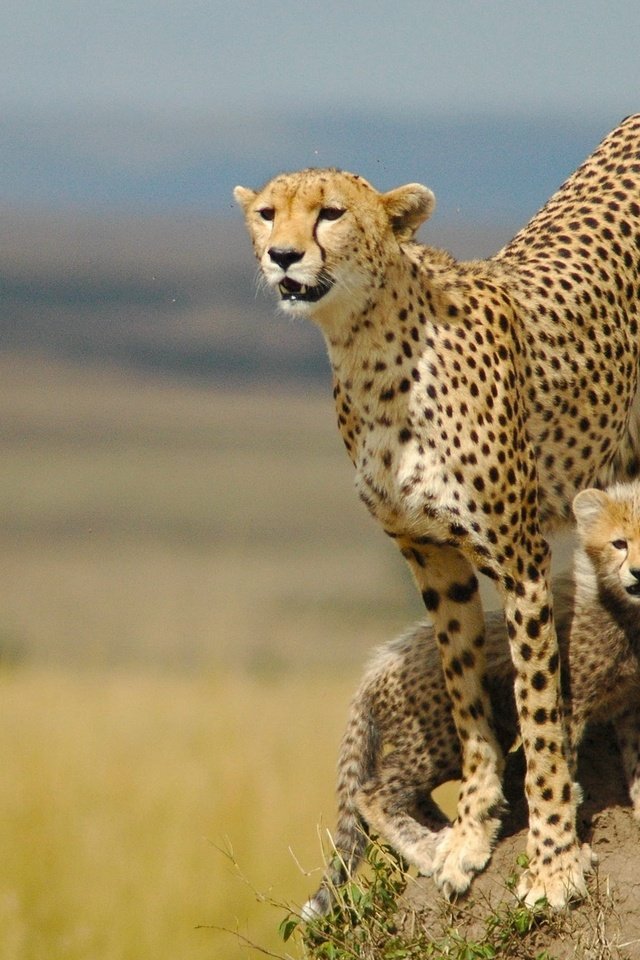 Обои семья, котята, гепард, мать, family, kittens, cheetah, mother разрешение 2560x1600 Загрузить