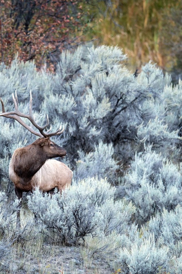 Обои природа, лес, олень, иней, осень, рога, nature, forest, deer, frost, autumn, horns разрешение 2560x1454 Загрузить